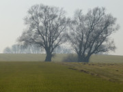 Weideland am Stettiner Haff: Landschaft sdlich von Stolpe.