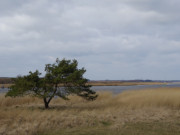 Blick nach Freest auf dem Festland: Schilf am Peenestrom.