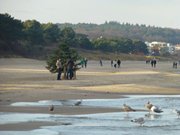 Relikt: Weihnachtsbaum am Strand des Ostseebades Bansin.