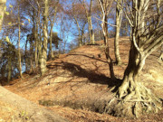 Steilkste am Haff: Buchen leuchten in der Sonne.