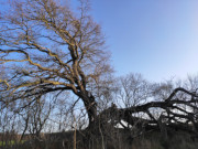 Mehr als 700 Jahre alt: Eiche bei Suckow auf Usedom.