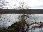 Umgestrzter Baum: Blick ber den Wolgastsee zum Nordufer.