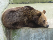 Winterschlaf: Mder Br im Tierpark von Wolgast.