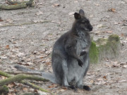 Wolgast, das "Tor zur Insel Usedom": Tierpark.