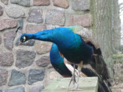 Pfau im Wolgaster Tierpark: Interessierter Blick.