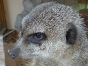 Gesellig: Erdmnnchen in ihrem Innengehege des Tierparks.