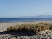 Stecklinge: Bndel mit Strandhaferpflanzen auf der Dne von Klpinsee.