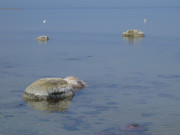 Steine am Ostseestrand von ckeritz: Ruhiges Ostseewasser.