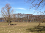 Pferdekoppel bei Gothen-Ausbau: Landschaft am Gothensee.