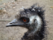 Tierpark Wolgast: Ein Emu kommt auf den Besucher zu.