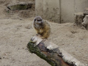 Wachhabendes Erdmnnchen: Possierliche Tier im Tierpark Wolgast.