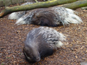 Ruhebedrfig: Stachelschweine in ihrem Gehege.