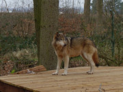 Eingehegt im Wolgaster Tierpark: Wolf auf seiner Terrasse.