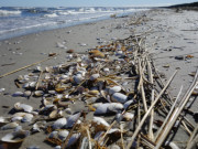 Strand in Richtung Karlshagen: Muscheln und Schilf.