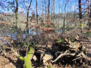 Fast wie im Urwald: Am Ufer des Wolgastsees im Hinterland der Kaiserbder.