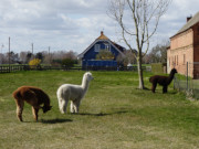 Alpakas in Grüssow auf der Usedomer Halbinsel Lieper Winkel.
