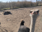 Sandbad: Strauenfarm in der Nhe von Pudagla im Usedomer Hinterland.