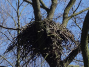 Beeindruckendes Bauwerk: Adlernest am Ufer des Usedomer Gothensees.