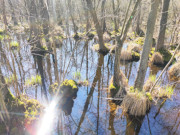 Sumpflandschaft am Gothensee: Naturpark Insel Usedom.