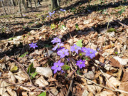 Violetter Teppich: Leberblmchen zwischen Buchen.