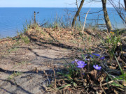 Frhling an der Ostsee: Im Kstenwald beim Ostseebad Bansin.