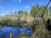 Zwischen Zirowberg und Zerninmoor: Ostufer des Wolgastsees.