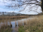 Richtung Achterwasser: Blick ber den Krienker See nach Norden.