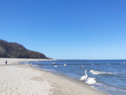 Idyllisches Usedom: Schwne am Strand des Ostseebades Koserow.