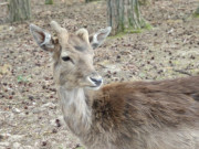 Unsymmetrische Hrner: Damwildbckchen im Freigehege.