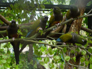 Laute Vogelstimmen im Tierpark: Papagei-Voliere.