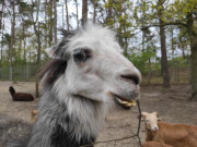 Alpaka im Tierpark von Ueckermnde: Merkwrdige Mimik.