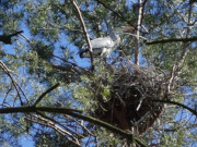 Auf dem Nest: Reiher in einer Kiefernkrone bei Balm.