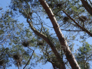 Naturpark Insel Usedom: Reihernester in einem Kiefernwald.