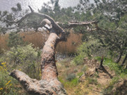 Naturpark Insel Usedom: An der Steilkste zum Achterwasser.