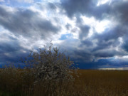 Dunkle Wolken ziehen ber das Achterwasser: Blhender Baum im Schilf.