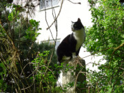 "Haus am Wald": Kater Igor vor den Steinbock-Ferienwohnungen.