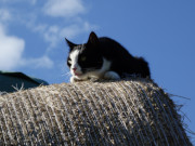 "Ansitzjagd": Kater Igor auf einem Strohballen-Stapel.