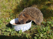 Kleiner Igel: Tief in die Futterschssel versenkt.