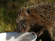 Igel im Steinbock-Garten: Vernehmliches Schmatzen zu hren.