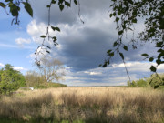 Schilfland an der Krumminer Wiek: Boddenksten Usedoms.