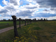 Kopfweiden: Radweg von Mlschow in die Peenewiesen.