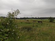 Sanftes Hgelland: Pferdekoppeln im Hinterland der Insel Usedom.