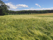 Korn wogt im Wind: Landschaft sdlich von ckeritz.