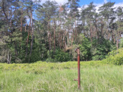 Alte Handpumpe: Reste eines verlassenen Hofes in der Mellenthiner Heide.