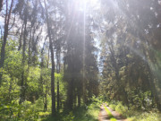 Fichten, Kiefern, Eichen: Waldweg durch die Mellenthiner Heide.