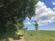 Grtes Waldgebiet auf Usedom: Waldrand an der Mellenthiner Heide.