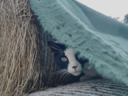 Verstecken spielen: Das Maskottchen der Steinbock-Ferienwohnungen.