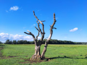 Alter Baum im Wiesenland: Am Achterwasser, nahe Loddin.