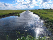 Meliorationsgraben: Kleine Biotope in der Usedomer Mitte.