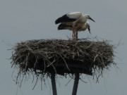 Nasse Eltern auf ihrem Nest: Storchenpaar im Regen.